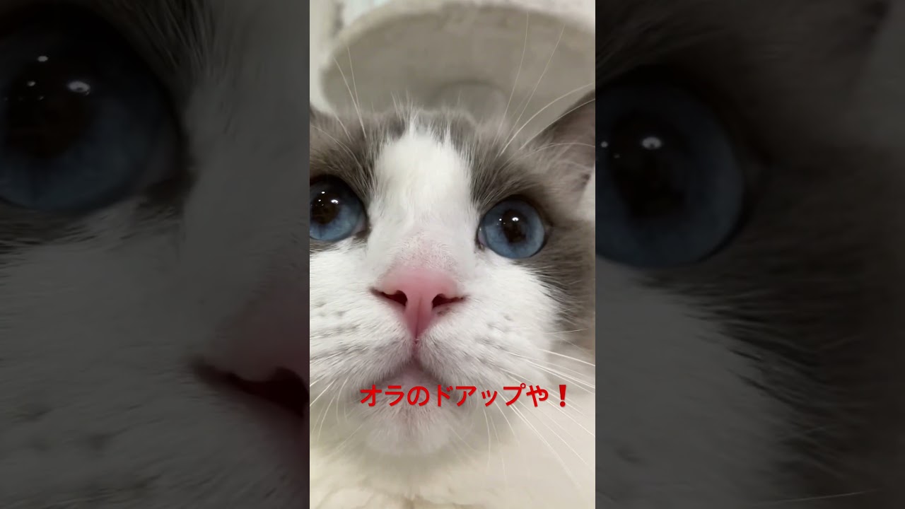 ラグドールマルのドアップ！ #ラグドール  #cat  #cats  #猫のいる暮らし  #ragdoll  #ragdollcat  #ragdollshorts  #pets