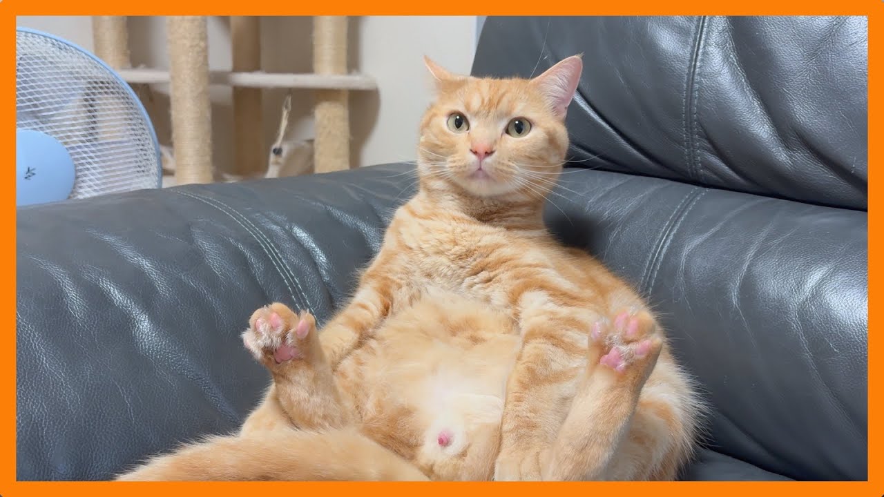 猫と暮らす日常 #102〜おっさん座りする猫w〜