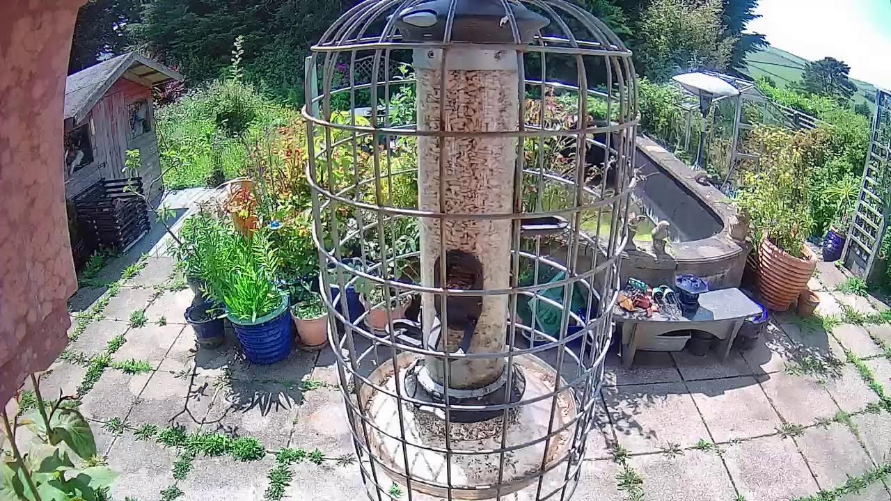 Manx Garden Wildlife Live Streams