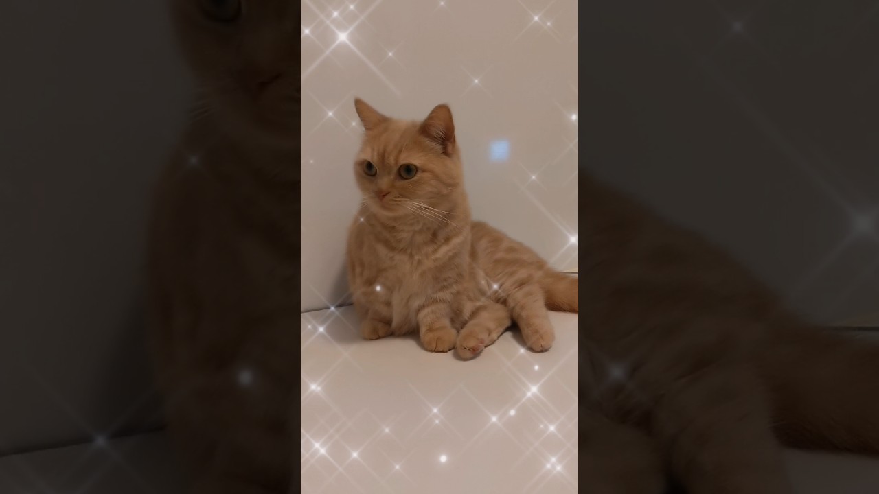 【嗚呼マンチカン】 #shorts #猫 #ねこ #cat