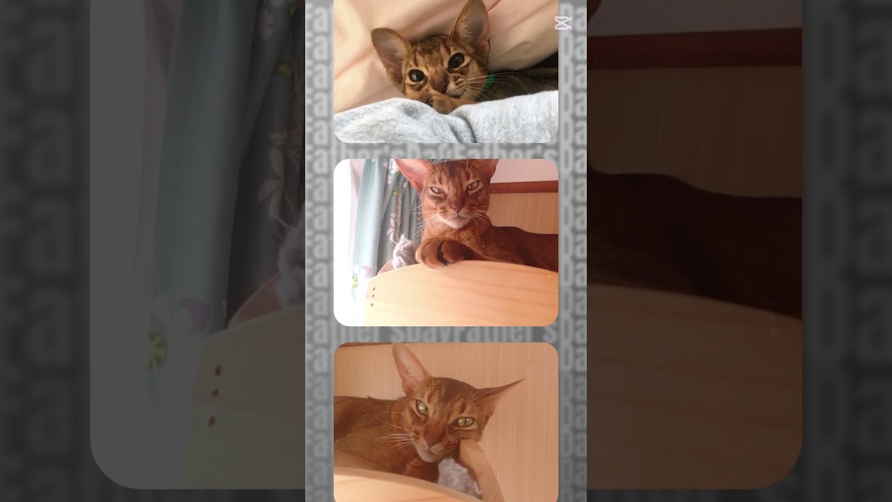 ❇️Father's Day🐈🎶⸒⸒memories of 2025【abyssinian cat boy】　