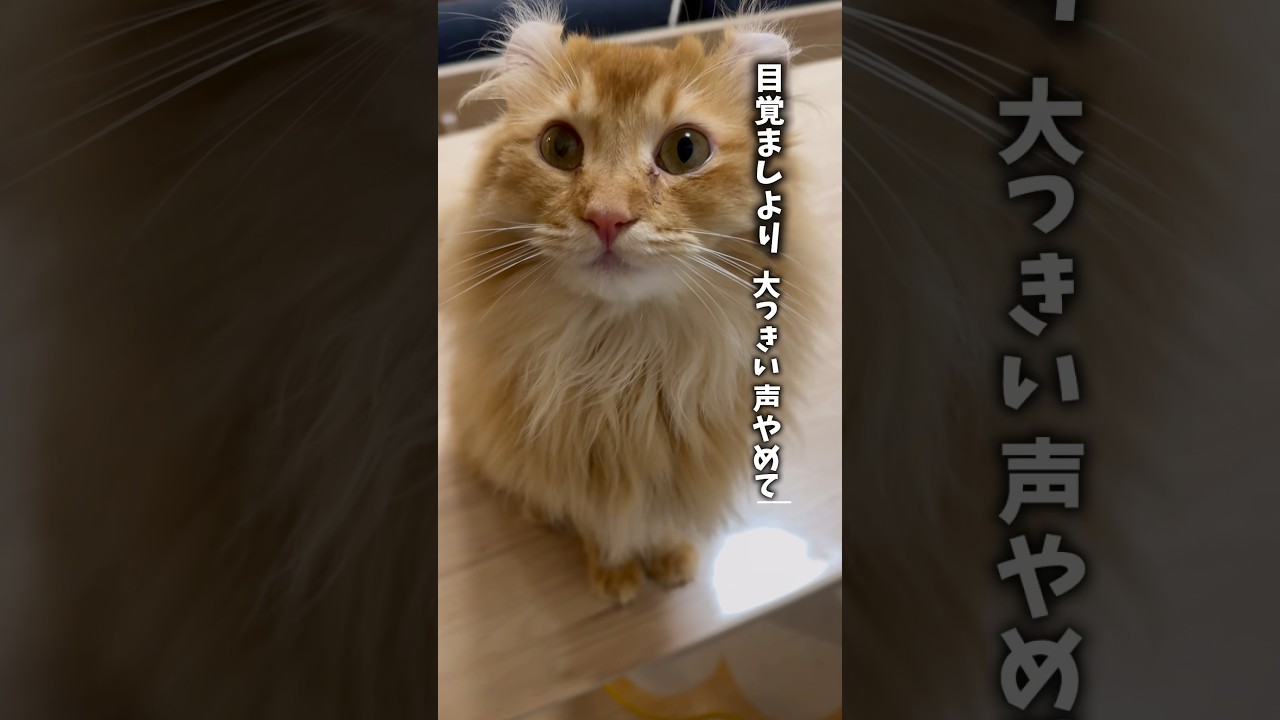 体力がなさすぎるおいもの育児 #猫 #cat #アメリカンカール #shorts