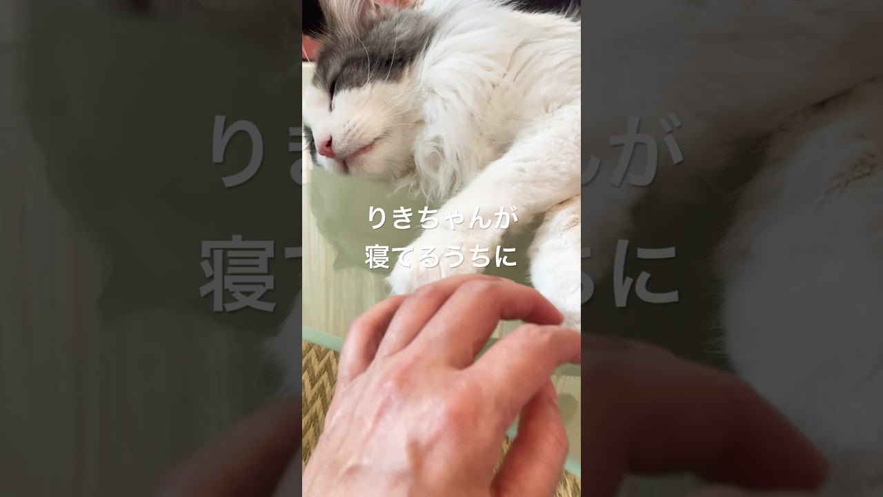 すやすやにゃんこ#ノルウェージャンフォレストキャット #肉球#あんよ #猫のいる暮らし #足の裏