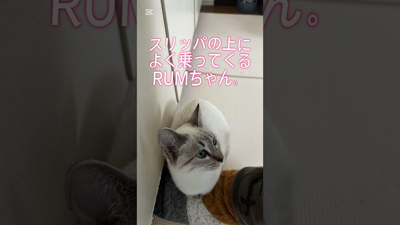 寒がりな仔猫。#シャムトラ #シャムトラミックス