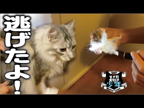 【メインクーン】逃げたよ！ハムスターの脱走を教えてくれた賢い大型猫