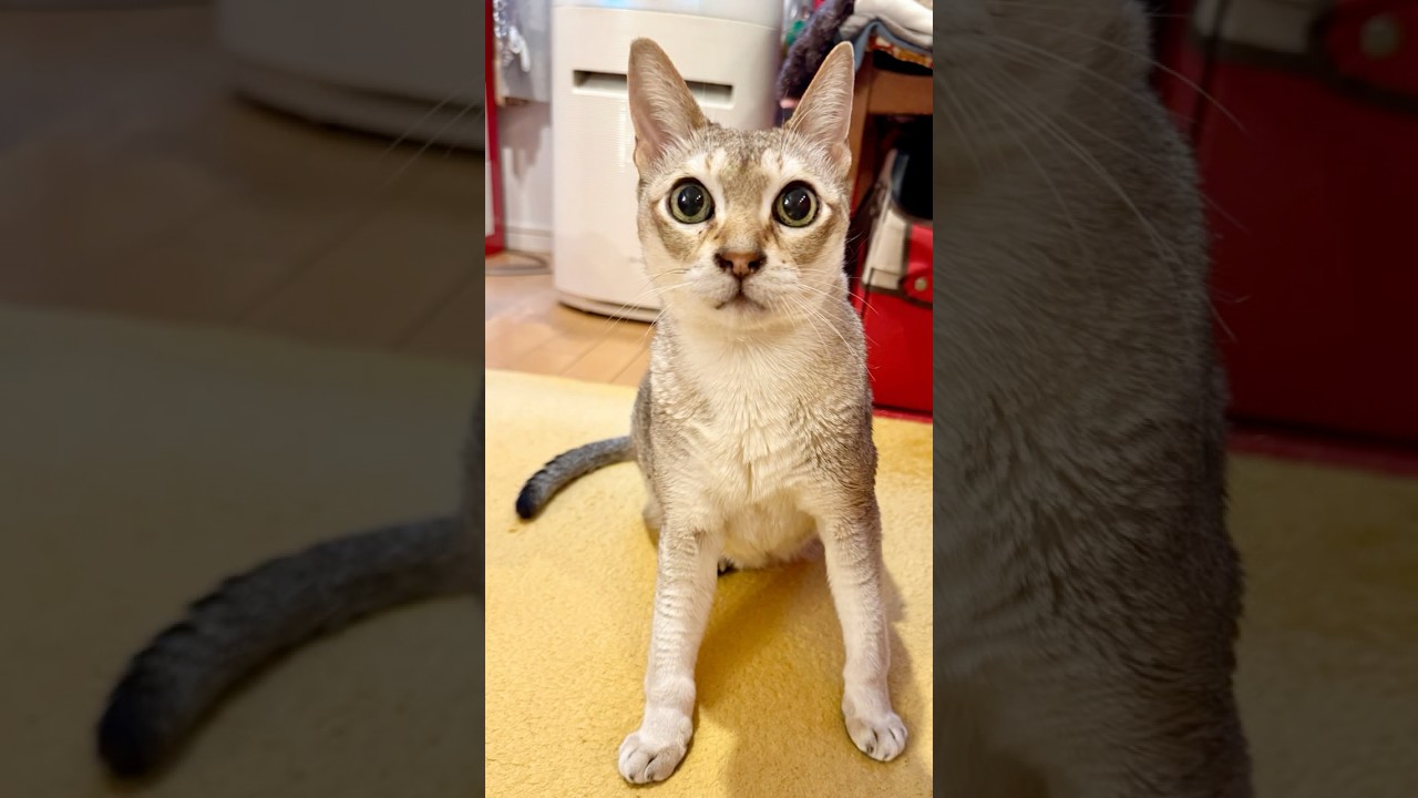 いちごハウスで寛いでいたらたぬき猫におそわれちゃったシンガプーラなのにゃ♪ #cat #シンガプーラ #トンキニーズ#たぬき猫#singapura#tonkinese
