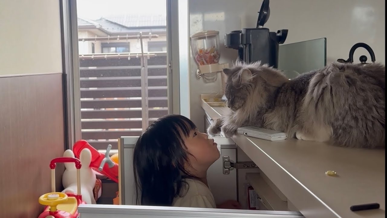 飼い主がいる間は近くで過ごす猫　ラガマフィン　サイベリアンA cat spending time nearby. Ragamuffin. Siberian