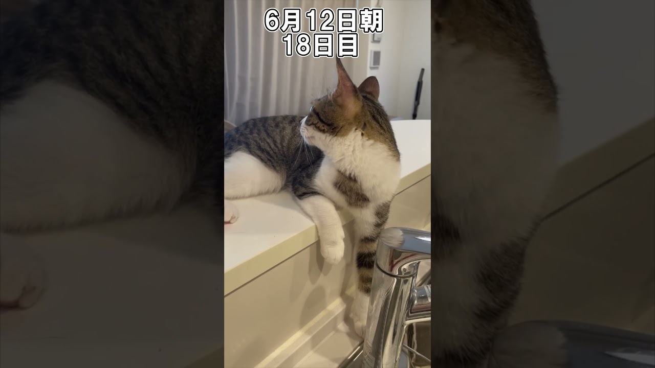 ハルのFIP闘病記「絶対に負けない」 18日目 #shorts #猫 #子猫