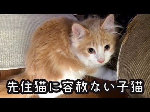 お迎え初日から先住猫に容赦ないメインクーンの子猫