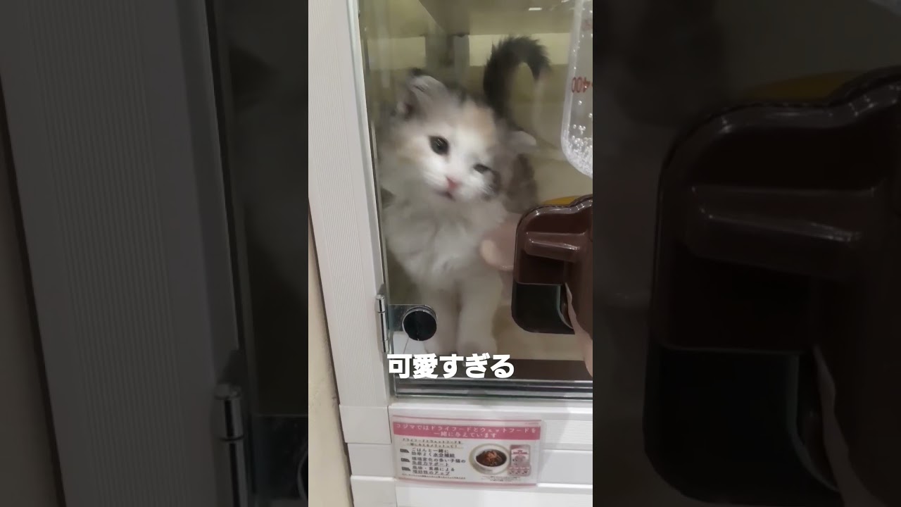 スコティッシュフォールドロングヘアー