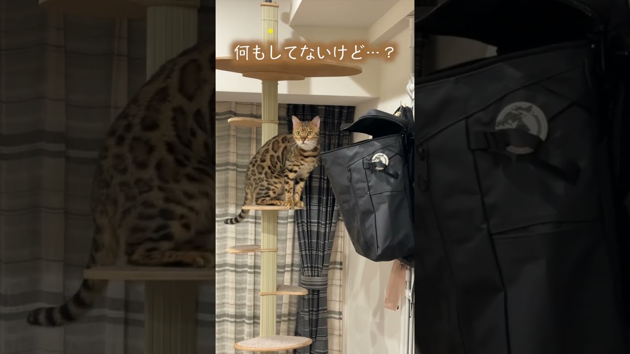 悪いことを自覚しているので見られて気まずそうにする猫　#ベンガル #ルトロゼ #cat