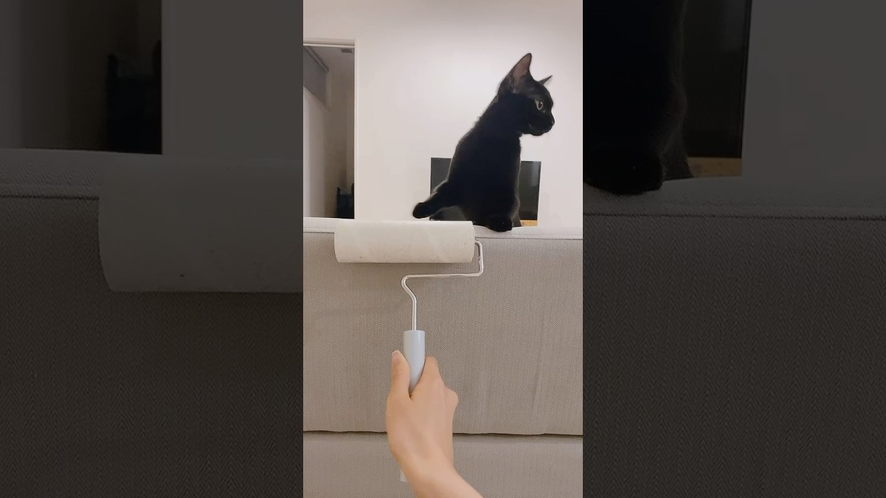 コロコロVS子猫　#黒猫 #ボンベイ #cat #bombay #猫のいる暮らし #ねこ #ネコ #猫 #猫動画 #好きな子猫