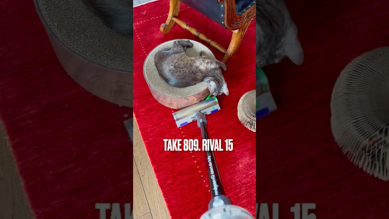 #掃除機 怖くにゃい❗️#ダイソンコードレス掃除機 今朝は猫パンチ出ず #egyptianmaucat #エジプシャンマウ #エジプシャンマウの仲間たち #エジプシャンマウスモーク #shorts