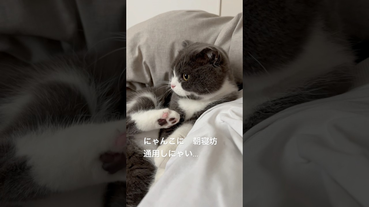 早くカリカリ！！　#cat  #スコティッシュフォールド　#猫のいる暮らし  #もふもふ