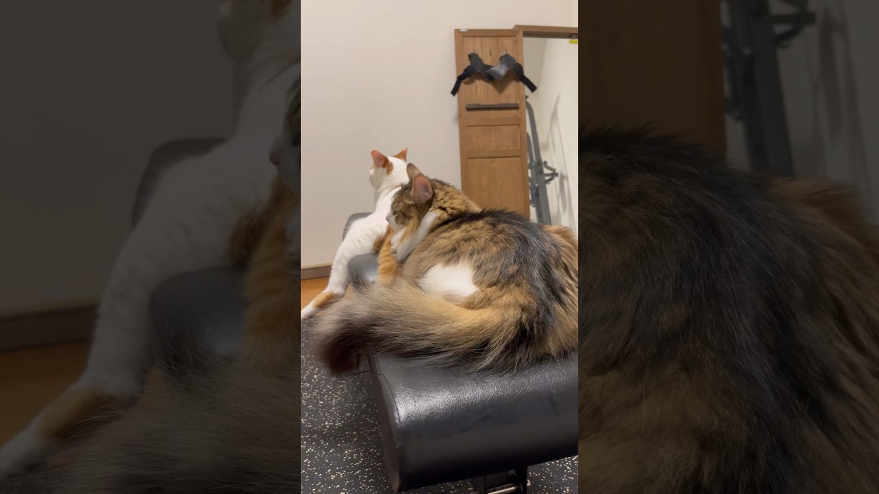筋トレを阻止してくる猫達#cat #日本猫 #保護猫 #norwegianforestcat #ノルウェージャンフォレストキャット