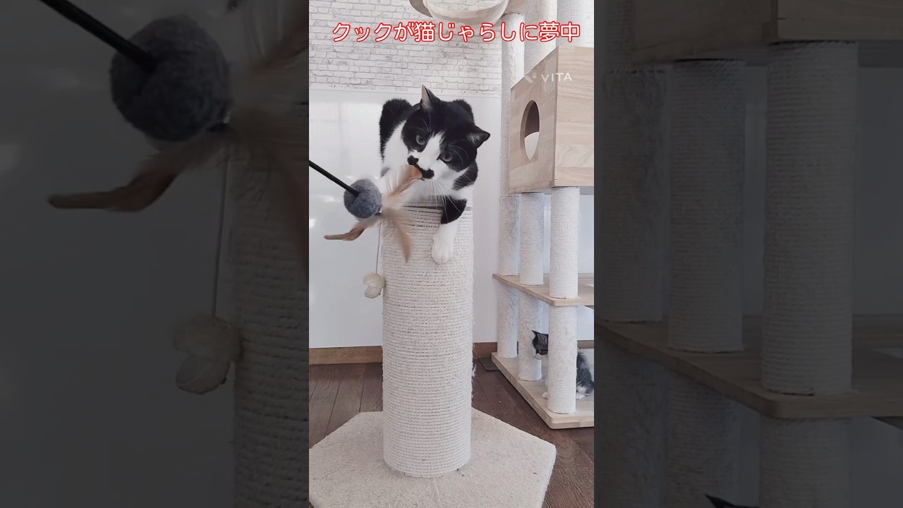 子猫を遊ばせてたら　#子猫　#猫　#保護猫　#60歳代
