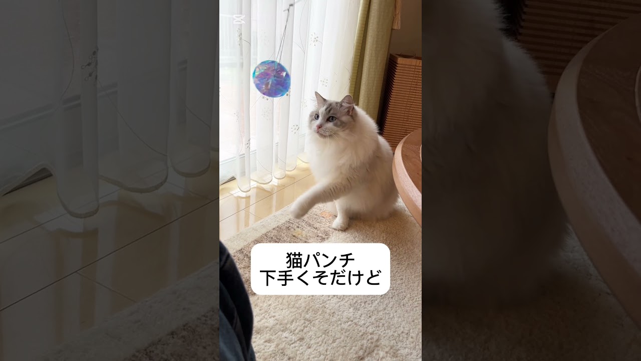 キラキラ大好きな猫#ラグドール ＃キラキラ大好き#ねこのいる生活