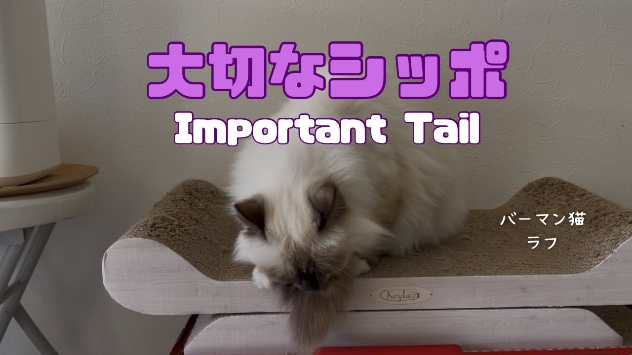 バーマン猫ラフ【大切なシッポ】Important Tail（バーマン猫）Birman/Cat