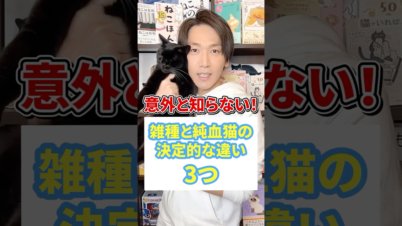 意外と知らない！雑種と純血猫の違い３選 #猫 #保護猫 #ねこ