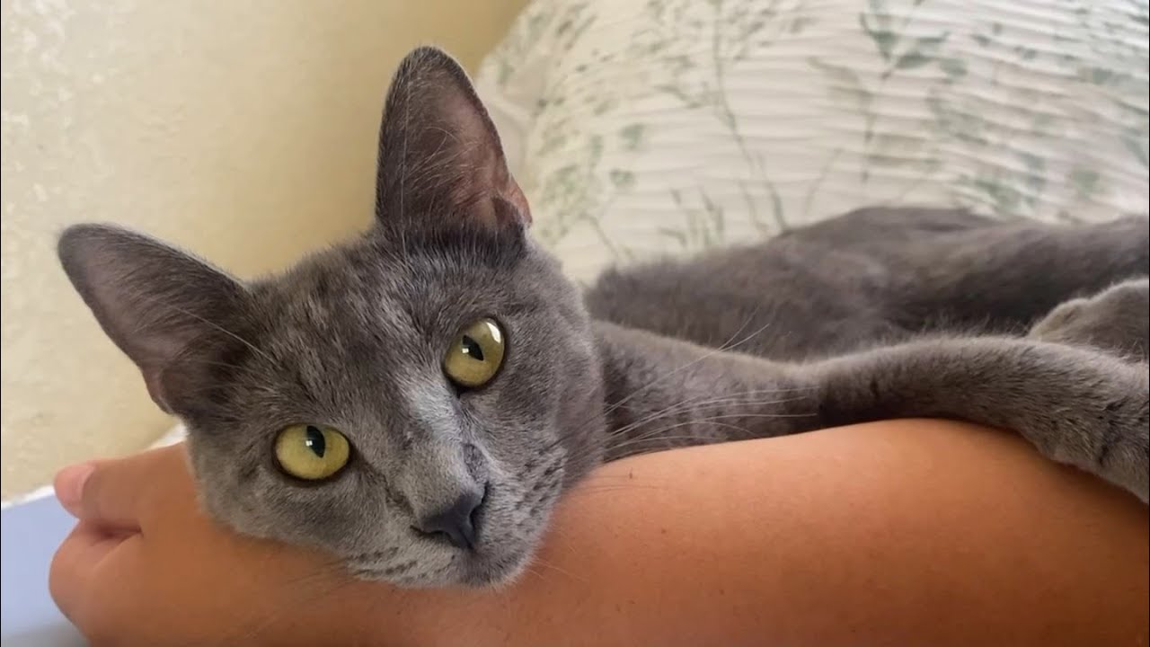 Meet Nala, a beautiful, Russian Blue (or Korat?) Kitten!
