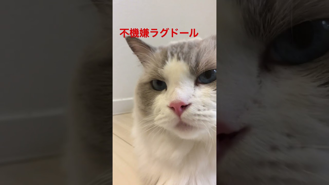 不機嫌過ぎラグドール #cats  #catvideos  #ragdoll  #ragdollshorts  #ラグドール  #ragdollcat  #ragdolls