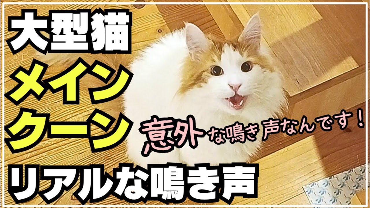 メインクーンの鳴き声。実は大型猫ってこんな声なんです