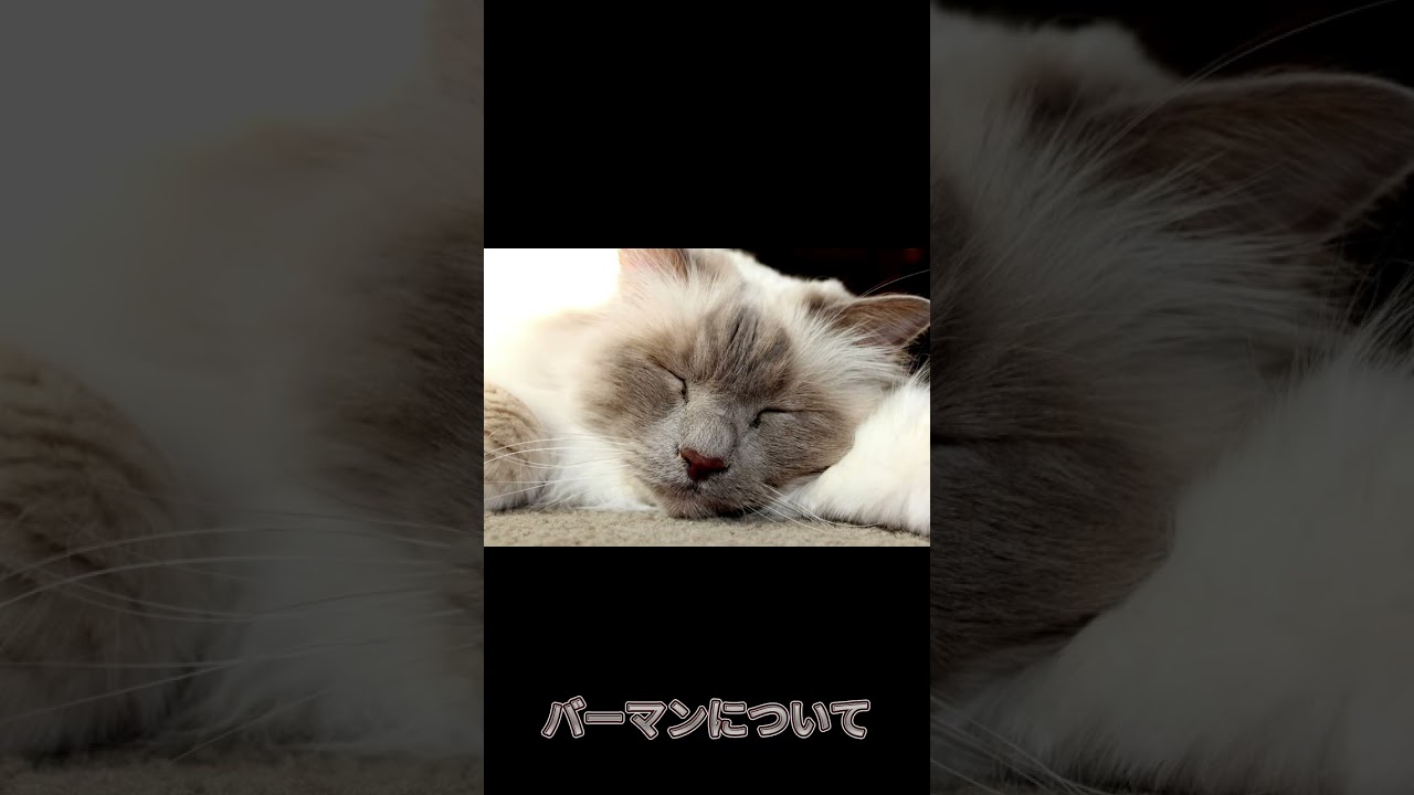 【バーマンについて】shorts