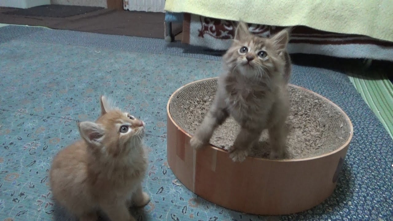 ドタバタ元気な毛玉みたいな子猫