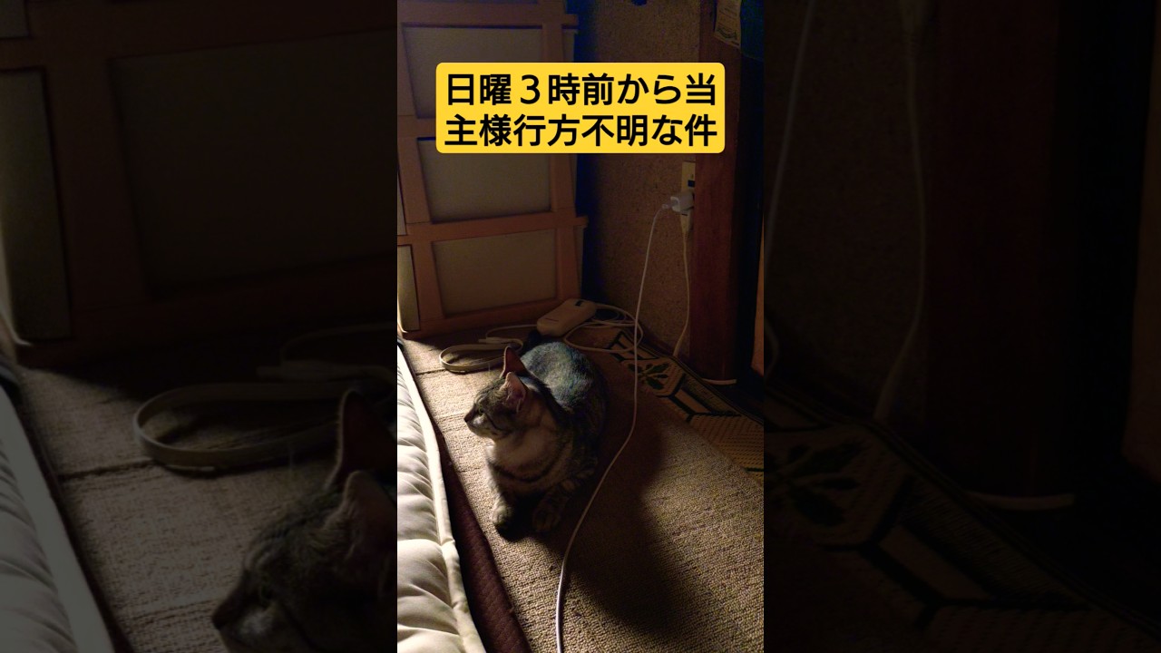 【緊急動画】当主様が日曜から行方不明になりました　#保護猫 #スフィンクス