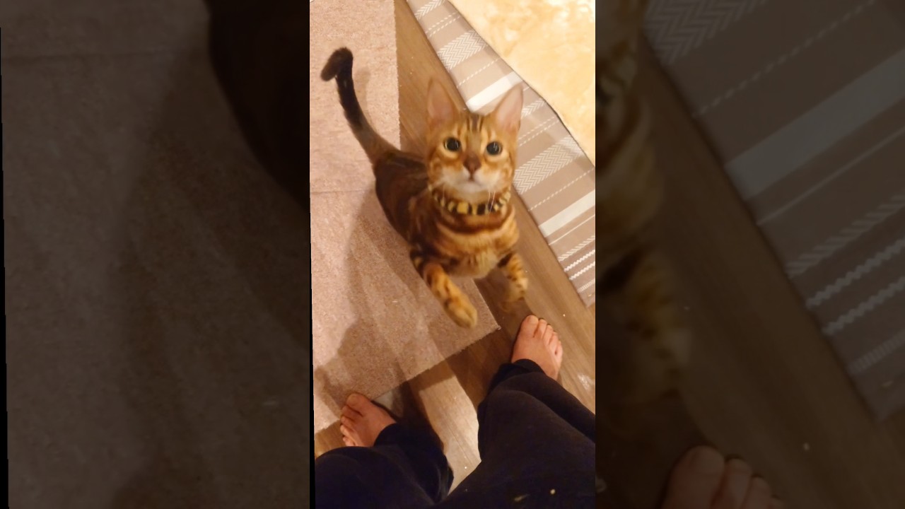 【おれは飛ぶぞ】毎日のルーティン。ササミの取り合い。　ベンガル猫と戯れるが、ジャンプが怖い💦 #ベンガル #cat #youtube #猫のいる暮らし #shorts