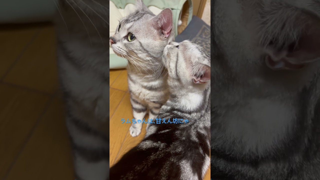 ラムちゃんは、甘えん坊にゃ！#アメショ#アメリカンショートヘア#子猫#猫の日常#cat#cats