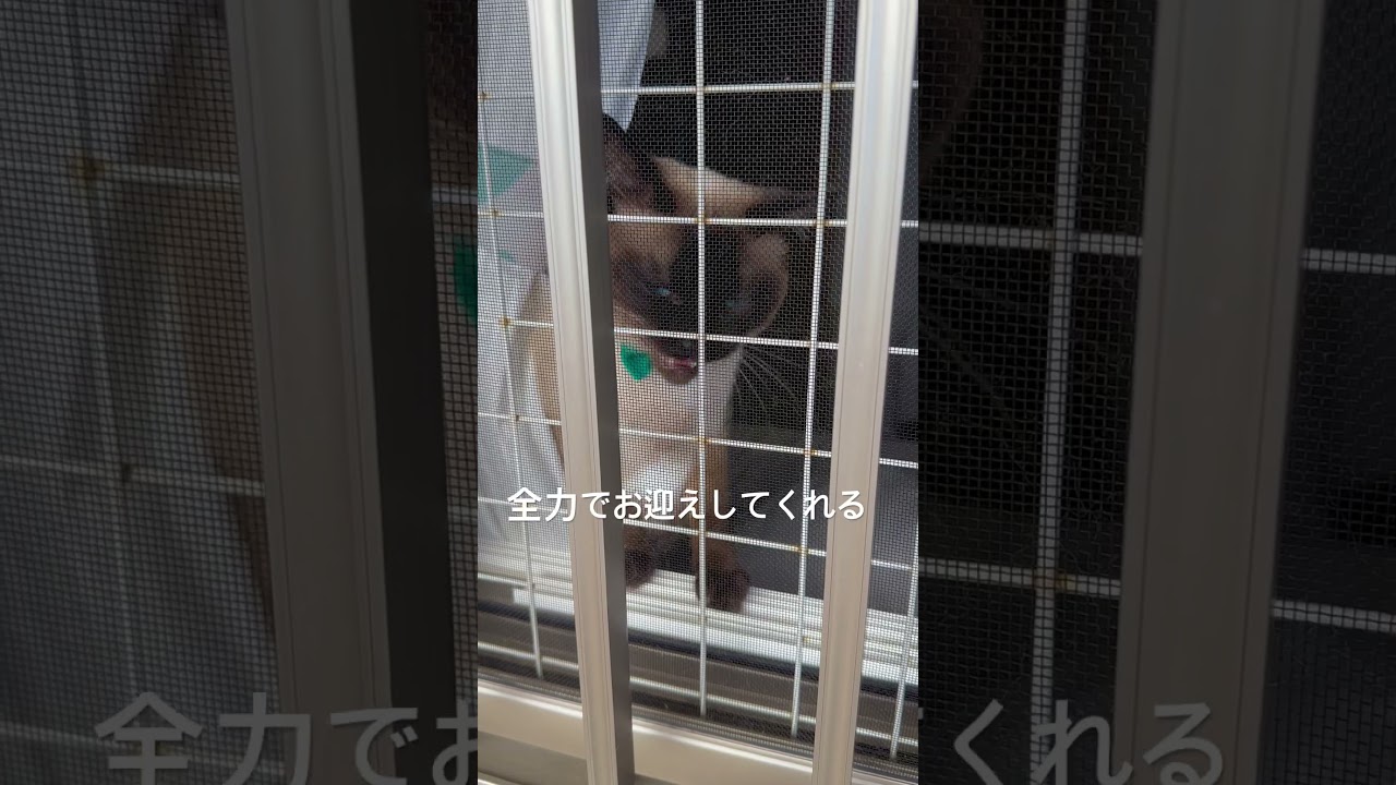 お帰りなさいと挨拶してくれるシャムミックス　#cat #シャムミックス #シャム猫