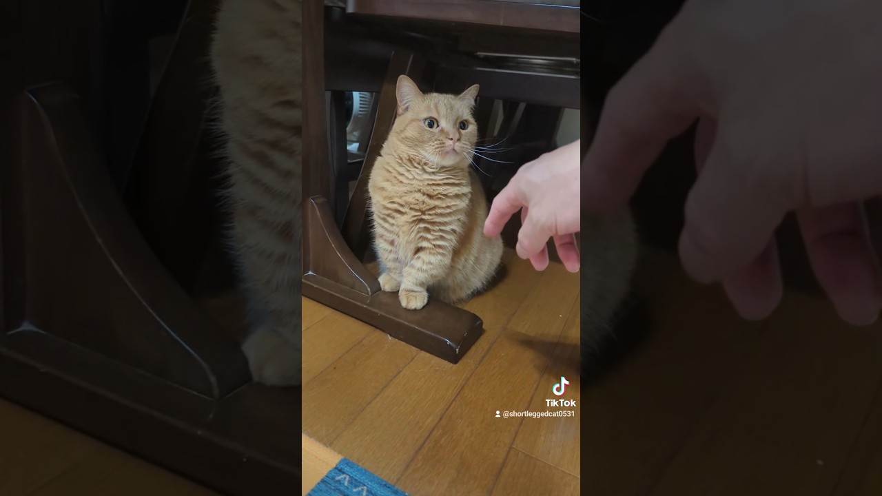 おでこをさわりたい #マンチカン