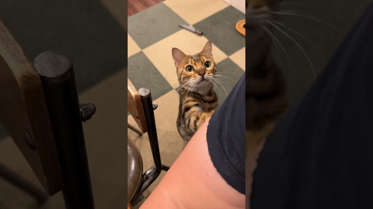 飼い主へのアピールが猫じゃないんだけどwww #ルトロゼ #ベンガル #猫