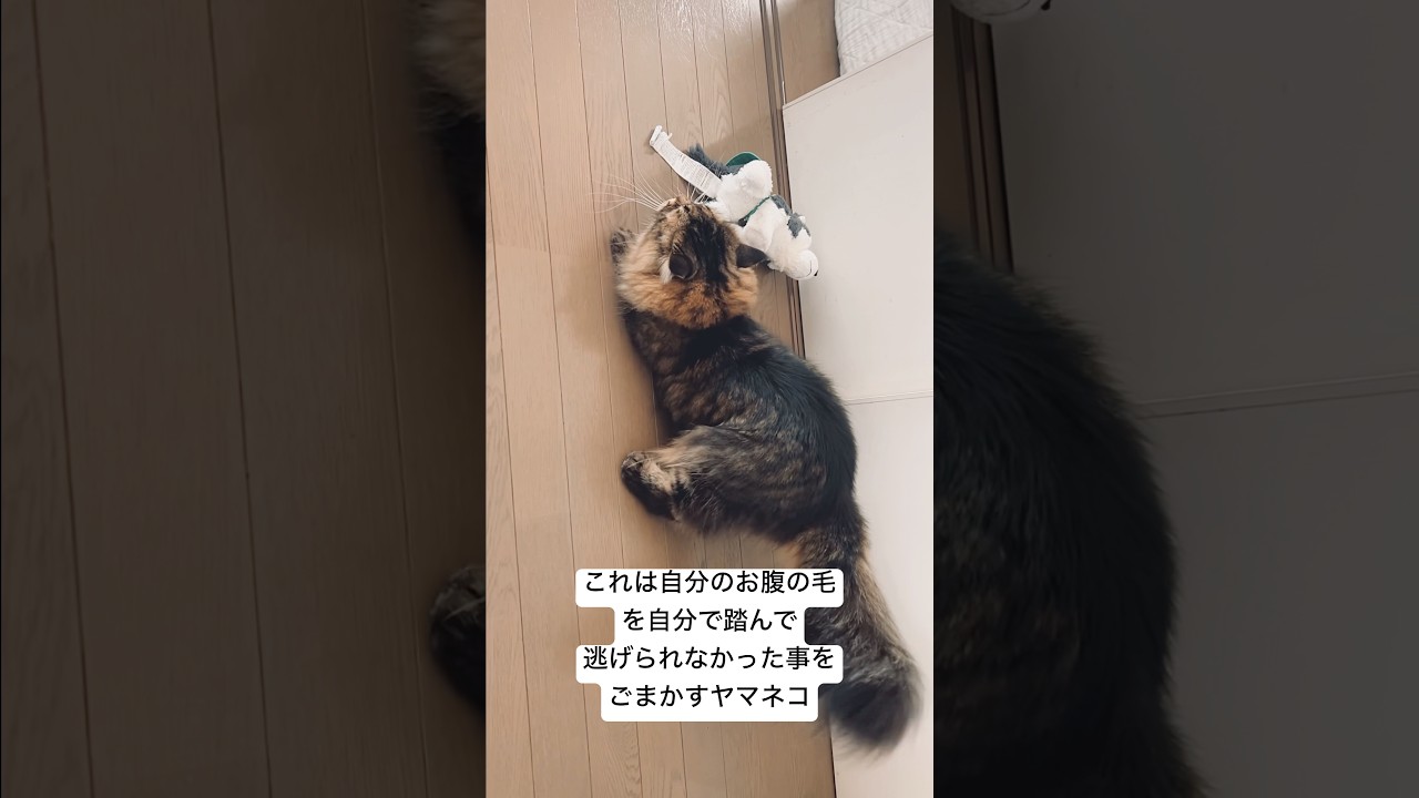 見てたからね #猫 #サイベリアン #もふもふ