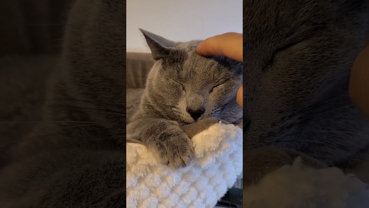 最近パパに寛容になってきたロシアンブルーまいじろう