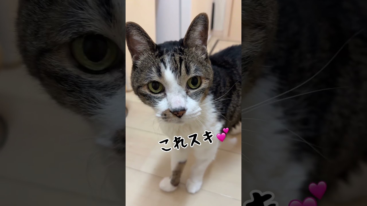 本当に食べていいの？19歳元野良猫#cat #ねこ#保護#おじいちゃん#沢山お食べ