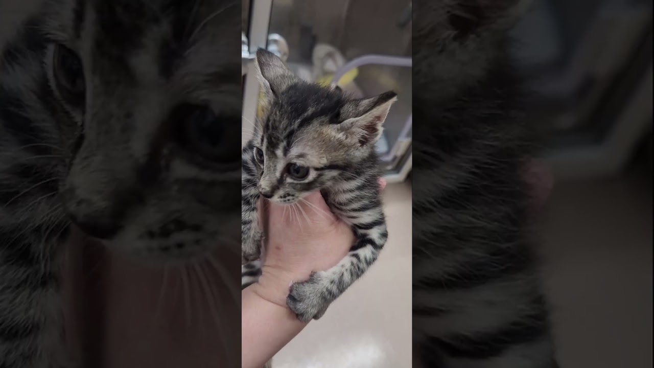 分院でもみんなのアイドルなかわいい子猫【サバトラの保護猫】#shorts