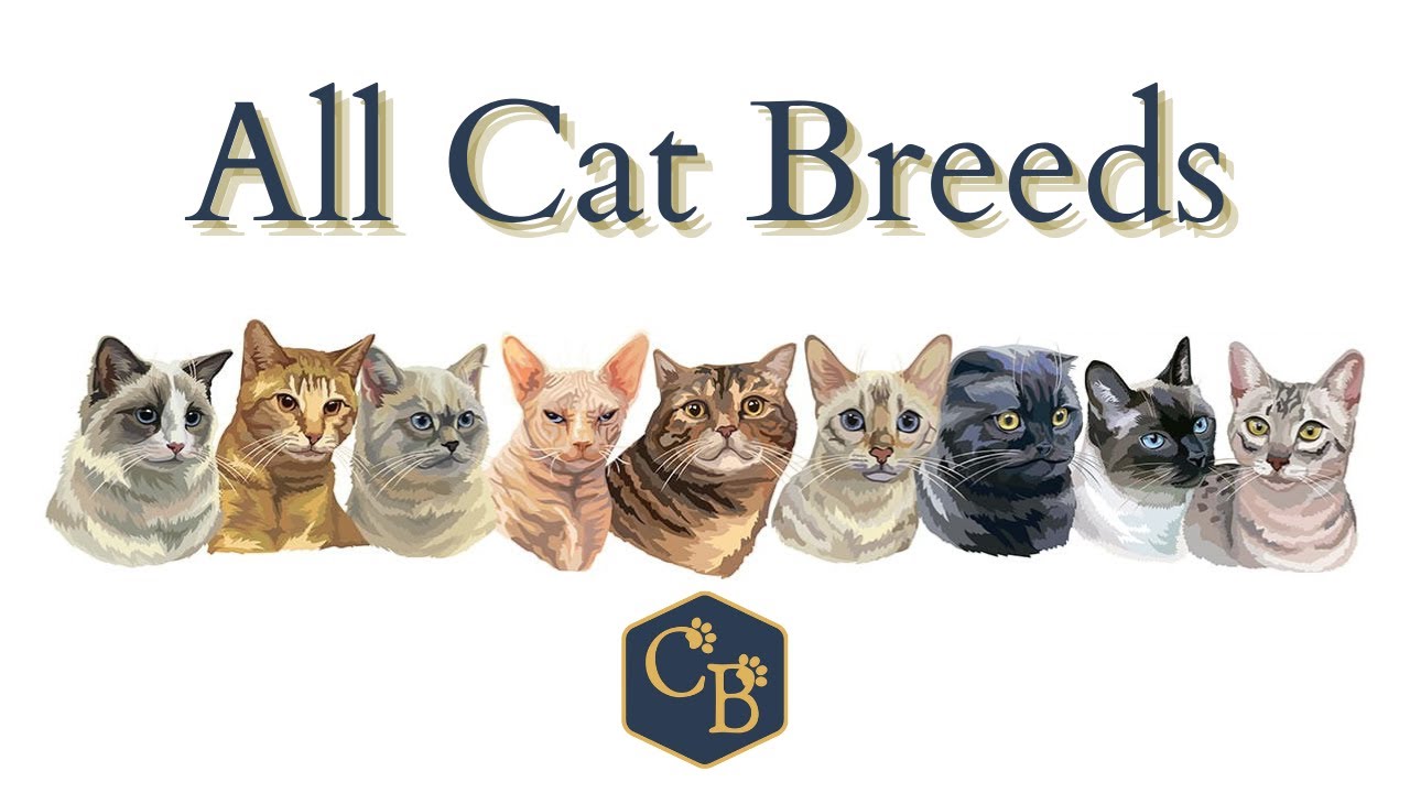All Cat Breeds 😻