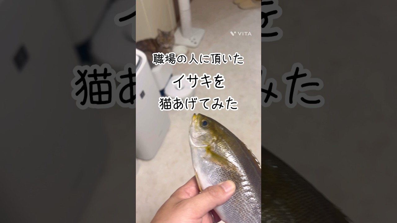 「イサキV.S.猫」 #猫 #マンチカン #ミヌエット