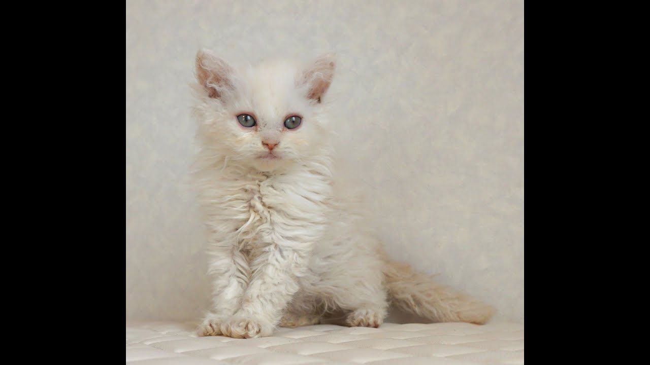 セルカークレックス子猫　Selkirk Rex　2025.4.12産まれ　クリーム＆ホワイト　巻き毛　男の子　シーダキャット猫のお店