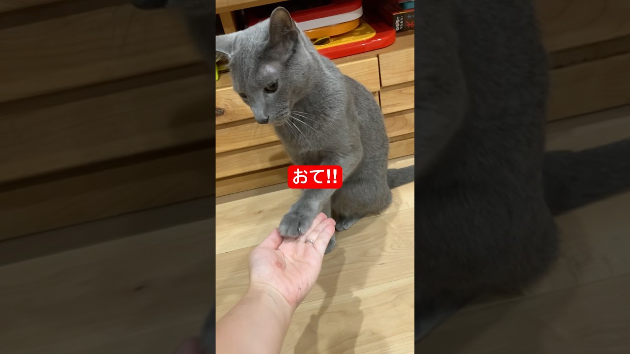 お手できる猫ちゃん#ロシアンブルー #猫 #cat