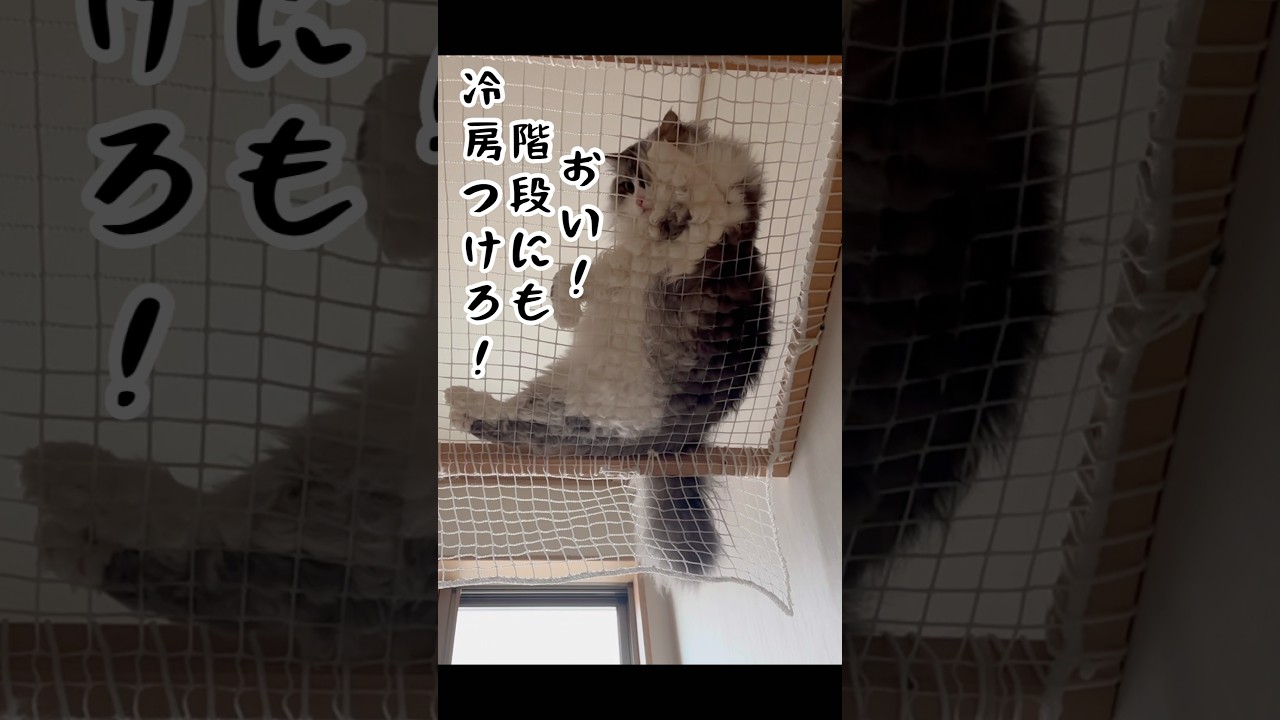 暑すぎて動けない猫　もふもふサイベリアン