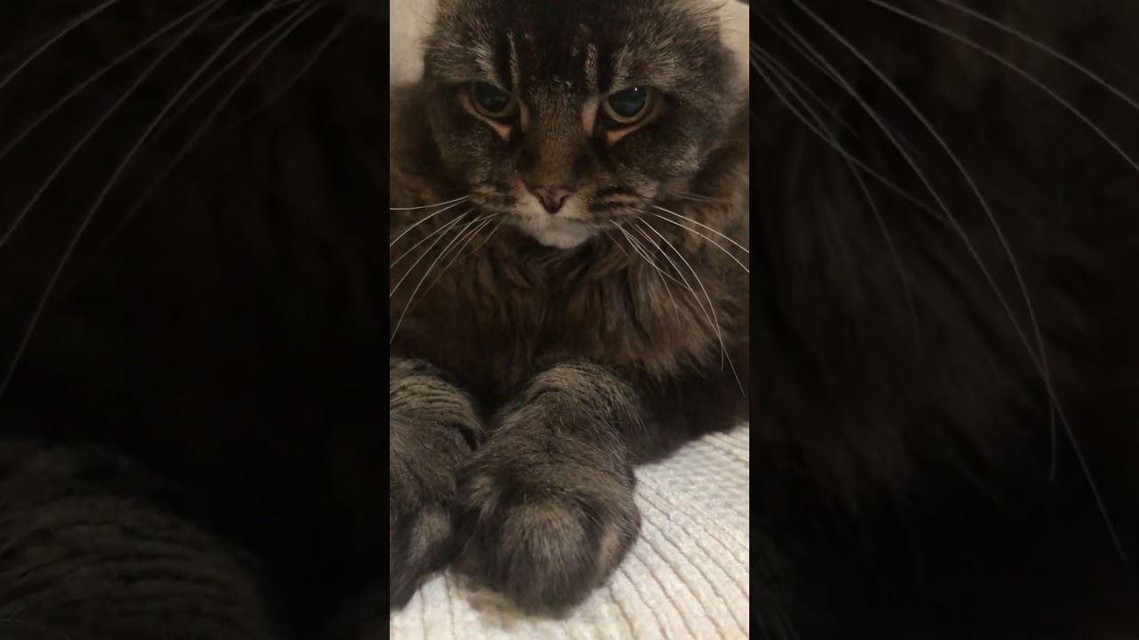 アメリカンカール#catvideos #猫のいる暮らし#ウワサのあの子