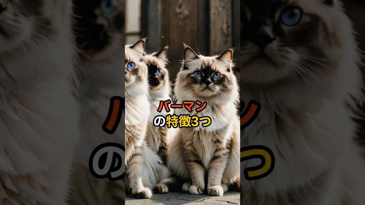 猫【種類別特徴】バーマンの特徴3つ🐈#バーマン #猫 #猫豆知識 #猫雑学