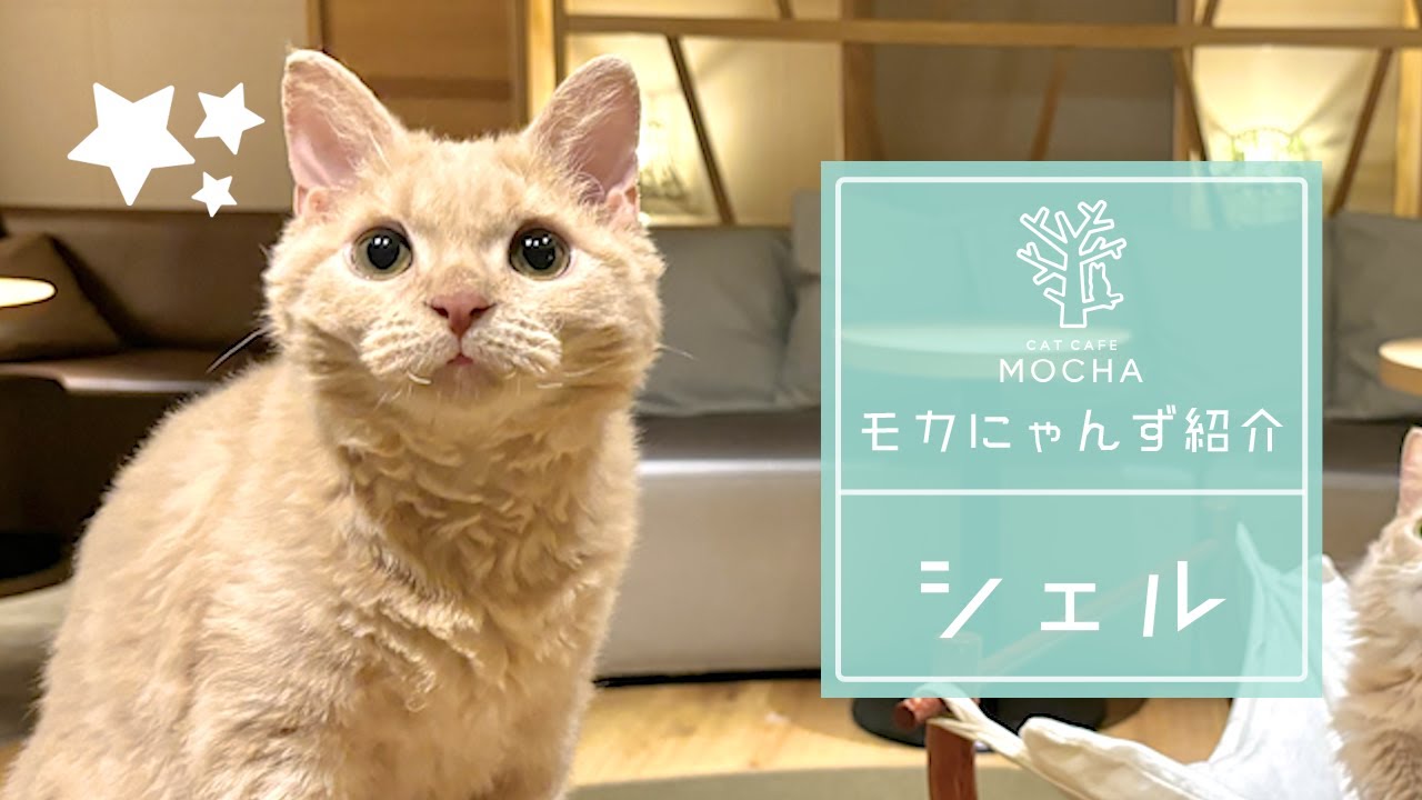 シェル（セルカークレックス♂）新宿店