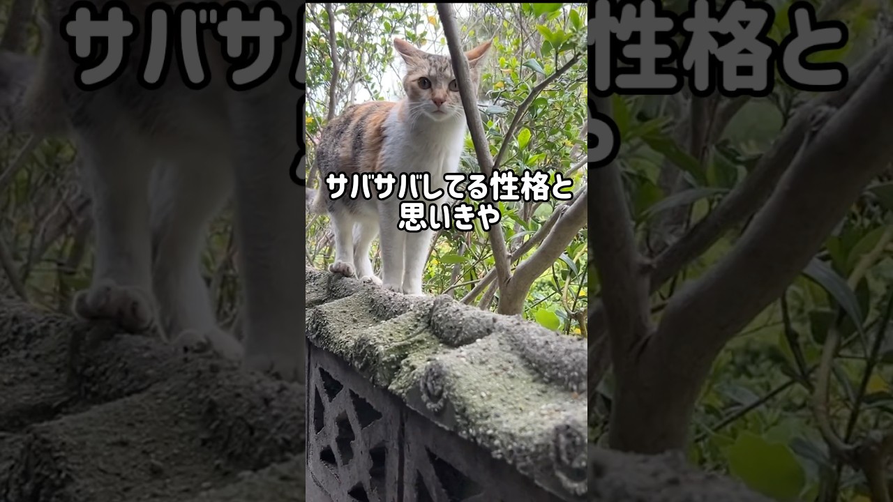 【保護猫】愛を知った元野良猫の現在#cat#猫#kitten#保護猫#野良猫
