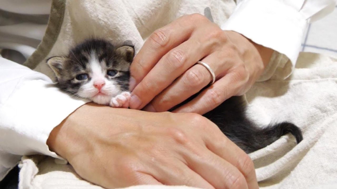 おじさんの抱っこに不満顔の子猫たち？【赤ちゃん猫　保護猫】