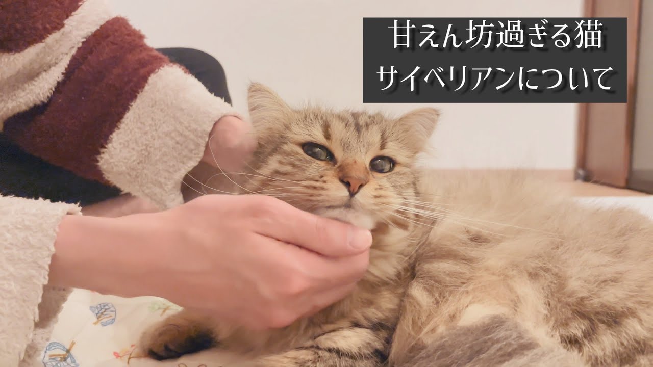 まるで犬のような甘えん坊すぎる猫、サイベリアンについて【episode81】【キャットケージ】
