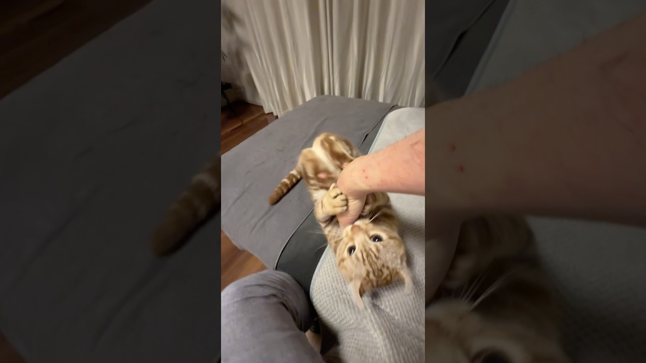 かわいい猫ルイちゃん #cat #アメリカンカール #ねこのいる生活 #猫の蹴り蹴り #Bunny Kick #cute #American curl